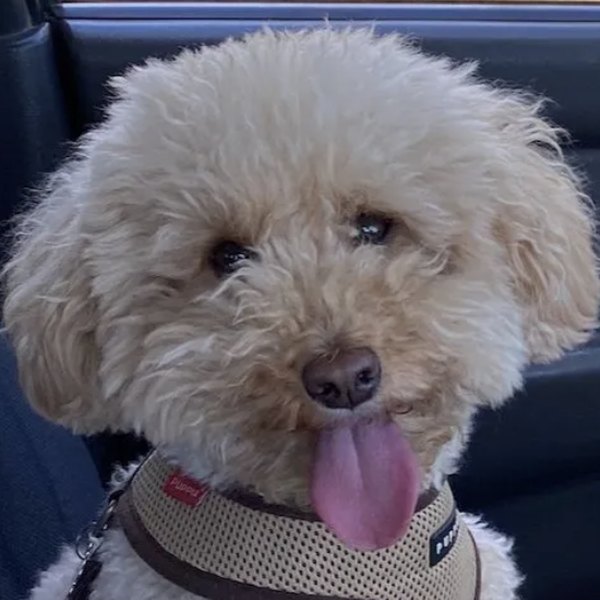 Charlie the poodle mix